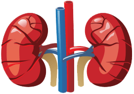 Kidney Disease