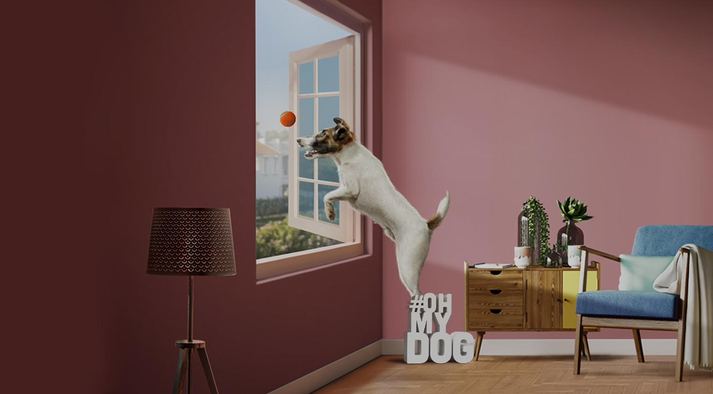Pet Insurance